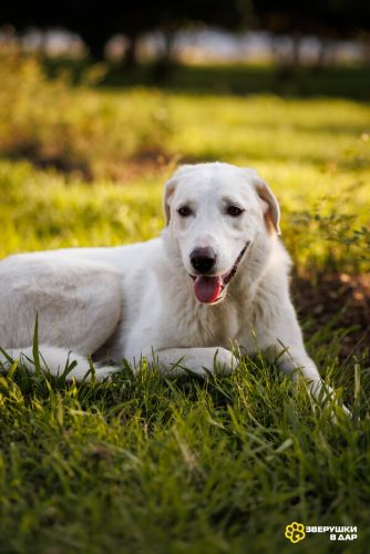 Чудесный пес Беляш ищет семью.