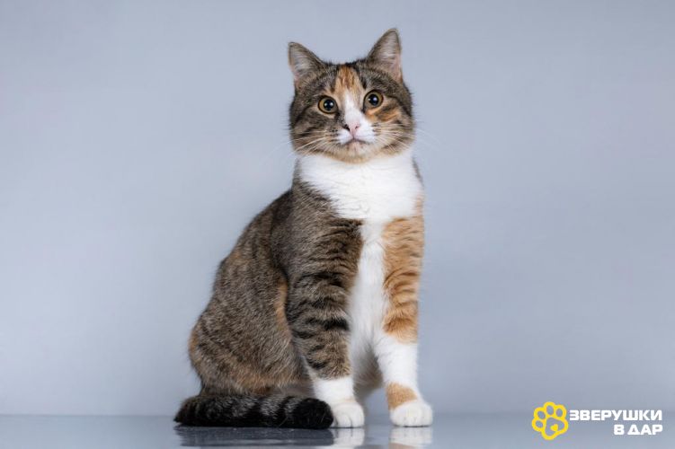 Молодая кошачья семья ищет дом.