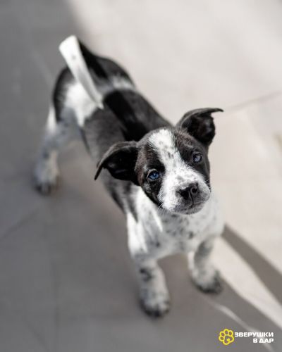 Пять маленьких сердец ищут дом.