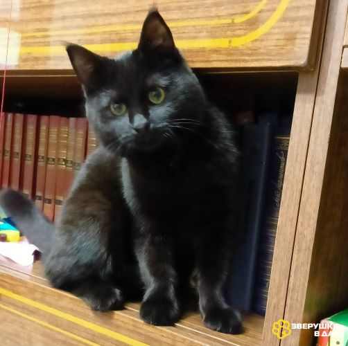 Очаровательные котята Василий и Багира ищут свои семьи!