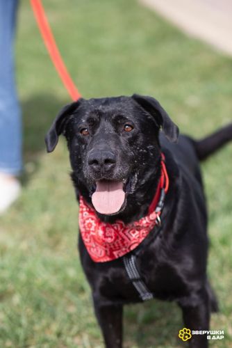 Дружелюбный Неро ищет дом и семью!