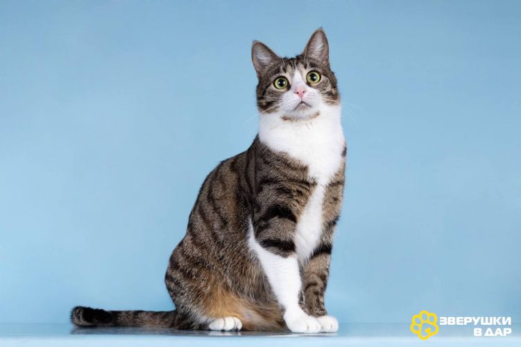 Кошечка Бонни ищет доброе сердце.