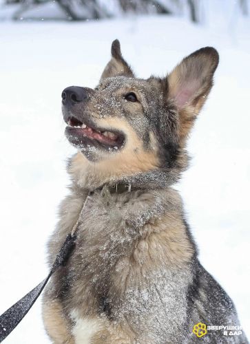 Тильда ищет дом