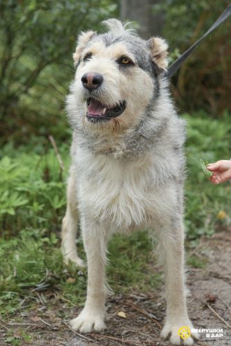 Пристраивается в хорошие руки Лёничка