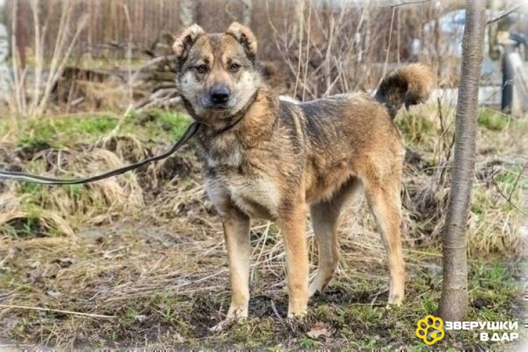 Отдам собаку Сайру в хорошие руки