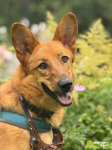 Рыжая и улыбчивая Лекса в поисках дома