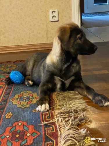 Две очаровательные малышки-щеночки в дар