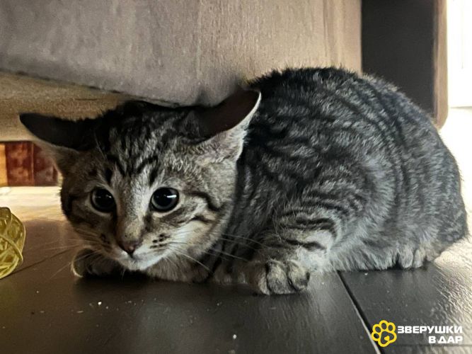 Трое замечательных котят и мама-кошка в добрые руки