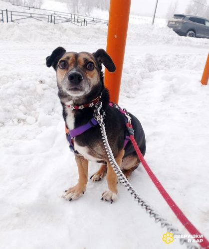 Маленькая хрупкая собачка ищет дом