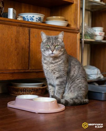 Пристраивается красивейший крупный серый кот по имени Котя.