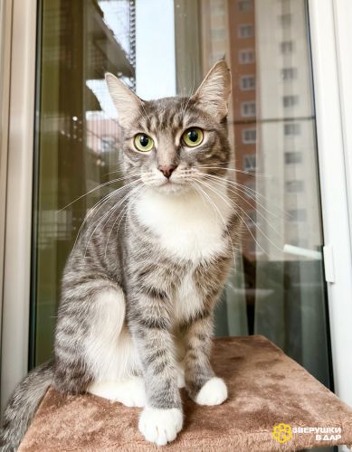 Изящная полосатая кошечка Шурочка ищет дом, в добрые руки