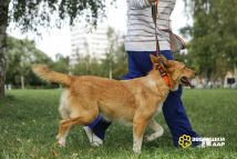 Найда еще (11)