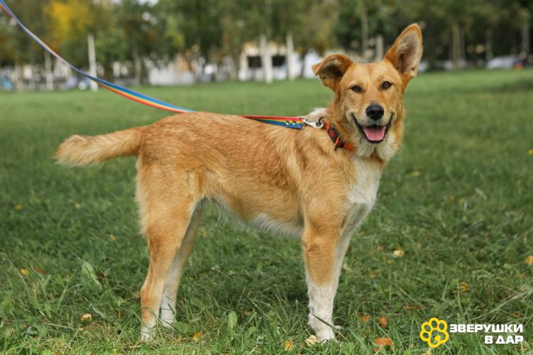 Совершенно чудесная, добрая и милая молодая собака