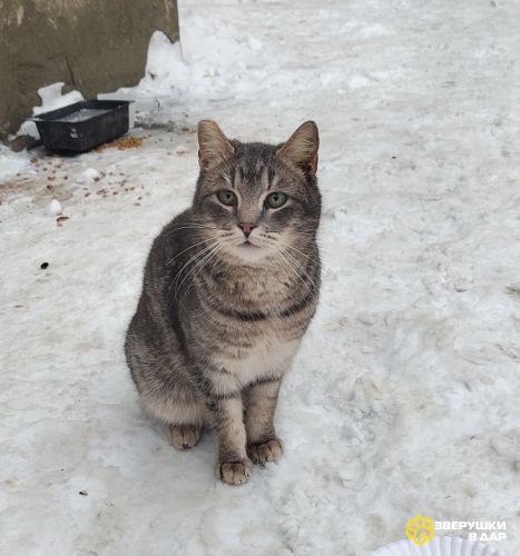 Котик Сережка в добрые руки