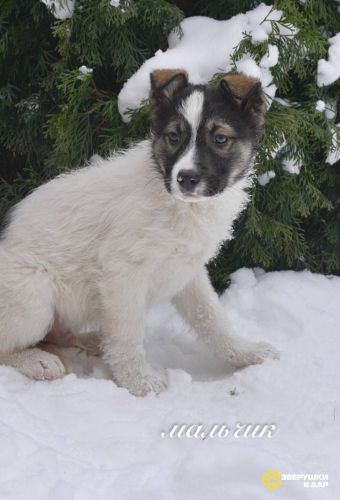 Семь замечательных щеночков ищут дом.