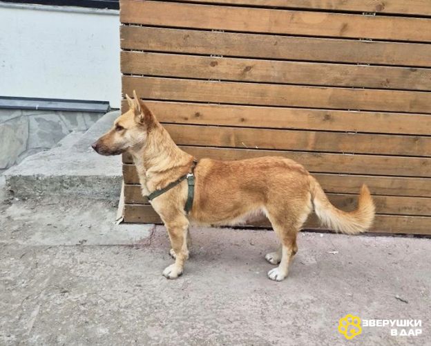 Умная и ласковая собака, метис корги, 1 год