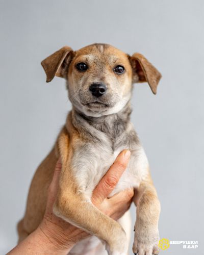 Четверо чудесных щенков ищут дом.