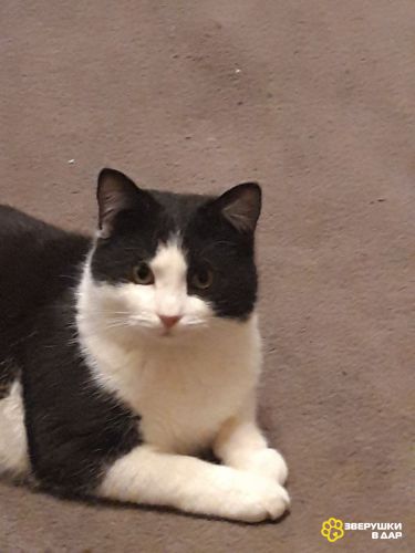 Котик Феликс в добрые руки