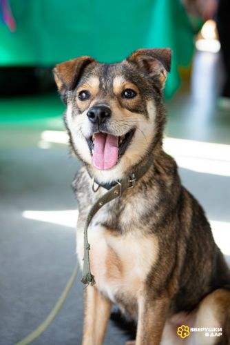 Всегда всем довольный небольшой пёсик