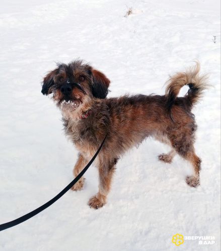 Редкой внешности собачка ищет дом