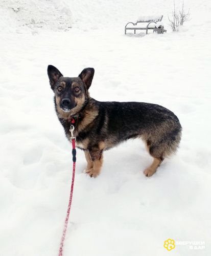 Совсем маленькая собачка, 7 кг