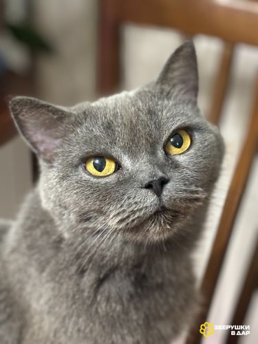 Британская кошка Мэгги в добрые руки