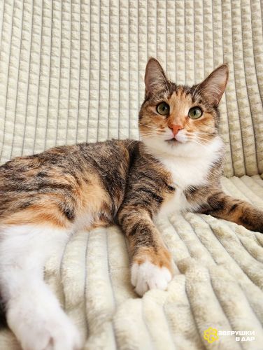 Ищет дом трехцветная кошечка-подросток