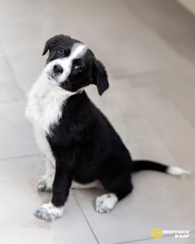 Чудесный щенок Чижик ищет дом.