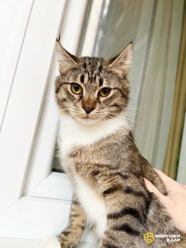 Молоденький полосатый кот Арчи в добрые руки