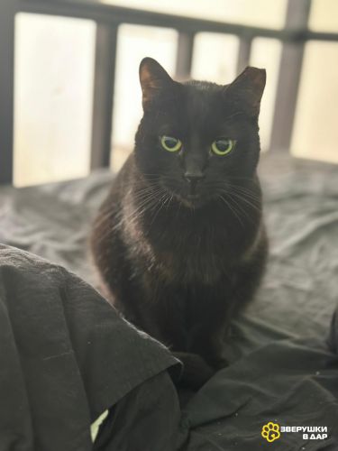 Селена в поисках дома