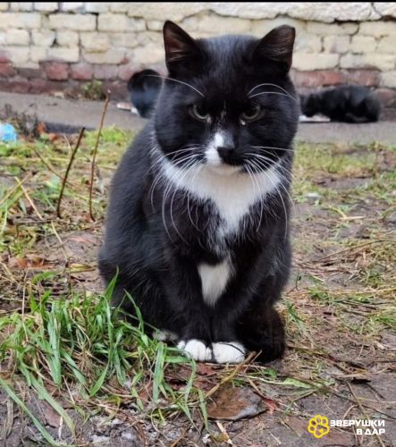 Красивая и Ласковая кошка Уша в добрые руки