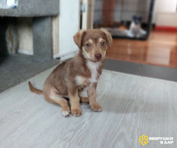 Очень красивый маленький щенок