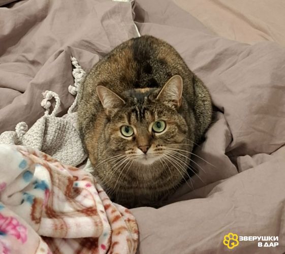 Верочка ищет родной дом