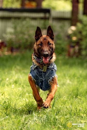 Красавчик Анзор ищет дом.