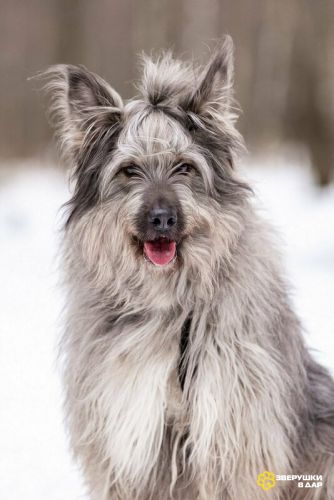 Красивая собака в добрые руки.