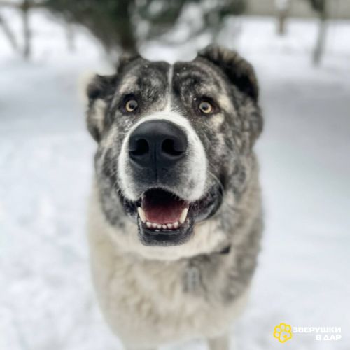 Кавказский волкодав в добрые руки.