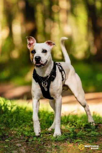 Красивый пёс Дарий в добрые руки.