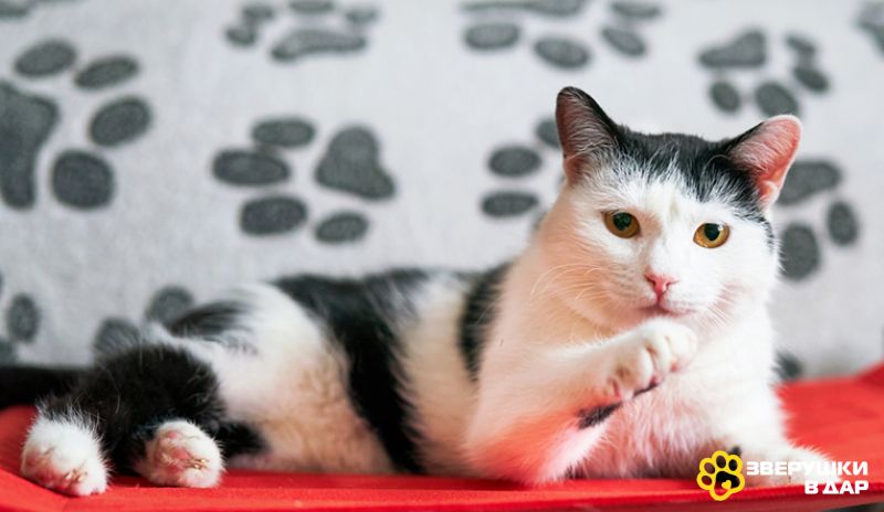 Уютный семейный кот Сеня в добрые руки