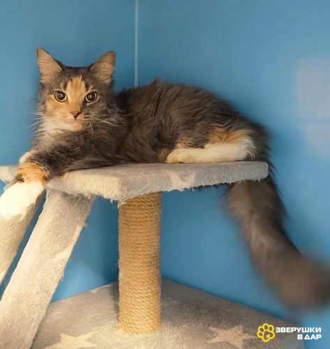 Кошечка счастливого окраса в добрые руки