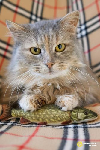 Домашняя кошечка Селена осиротела. Ищет дом