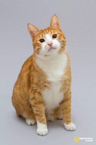 Кот Гарик ищет доброе сердце.