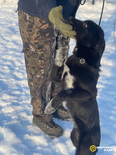 Две очаровательные малышки-щеночки в дар