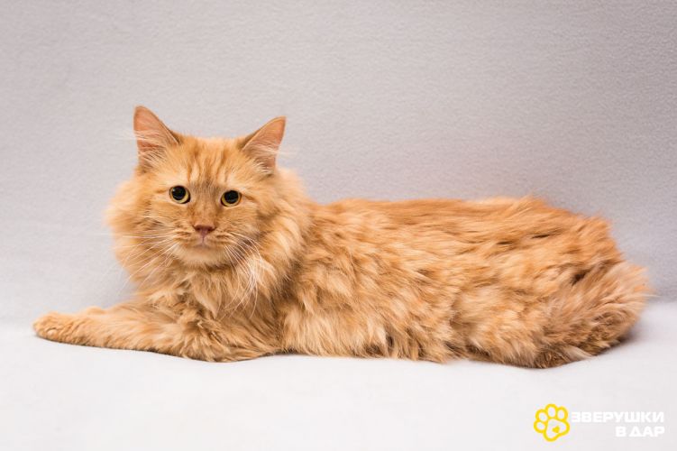 Рыжик ищет дом!