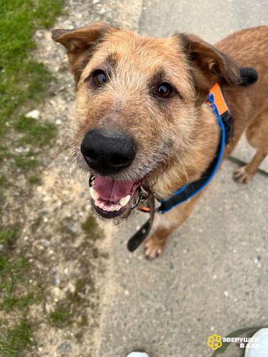 Добрый и очаровательный Гриня ищет дом.