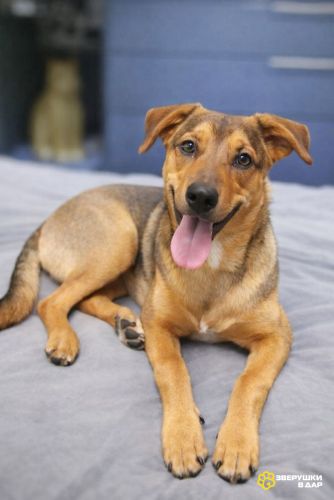 Чудесный 5 мес щенок Ричи ищет семью!