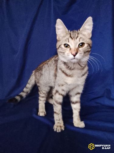 Машенька ищет дом!