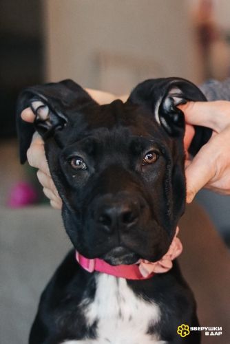 Ищут семью трое щенков Kaнe Kорсо и их мама Лиси!