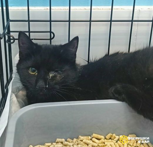 Котенок Джой в добрые руки