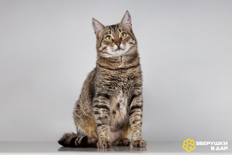 Красавица Карамель ищет дом.