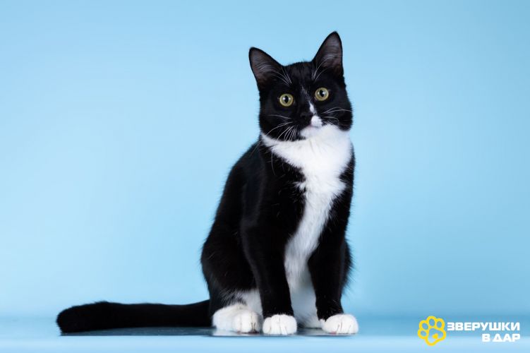 Малыш Чертенок ищет дом.